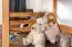 Hochbett für Kinder 120 x 190 cm | Massivholz: Buche | Natur Lackiert | umbaubar in Einzelbett | Premium-Qualität | inkl. Rollrost Abbildung