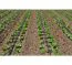 Bewässerungssystem für Gartenbeet, Hauswasserversorgung
